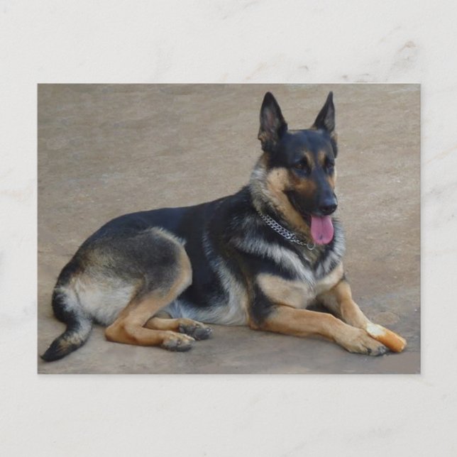 German Shepherd Puppy Dog Blank Post Card (Front)