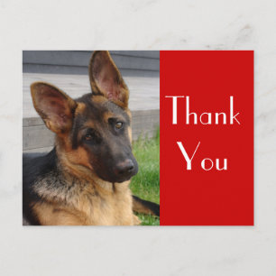German Shepherd Puppy Dog Thank You Post Card