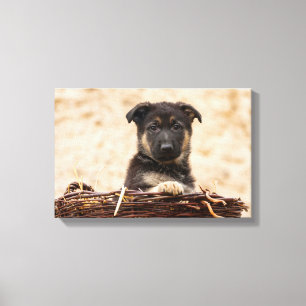 German Shepherd Puppy In Basket Canvas Print