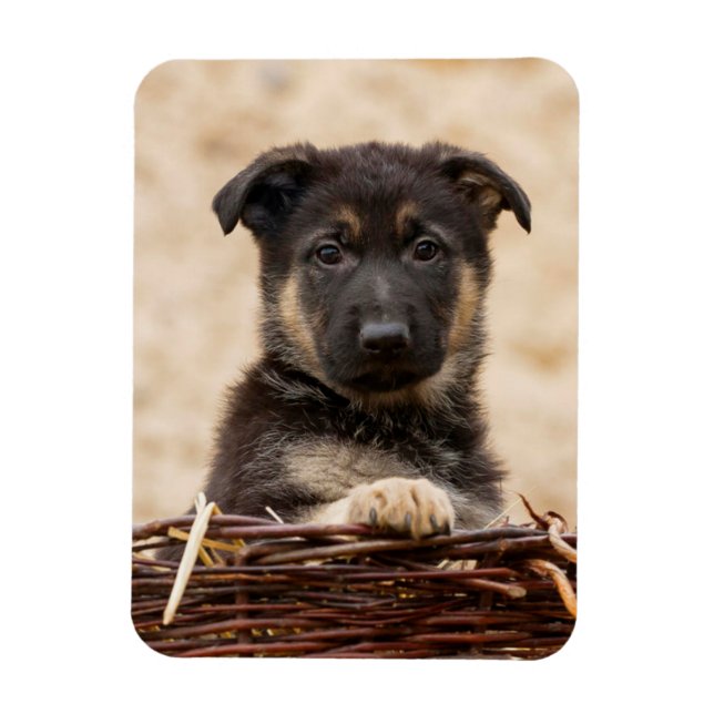 German Shepherd Puppy In Basket Magnet (Vertical)