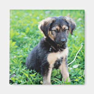 German Shepherd Puppy Magnet