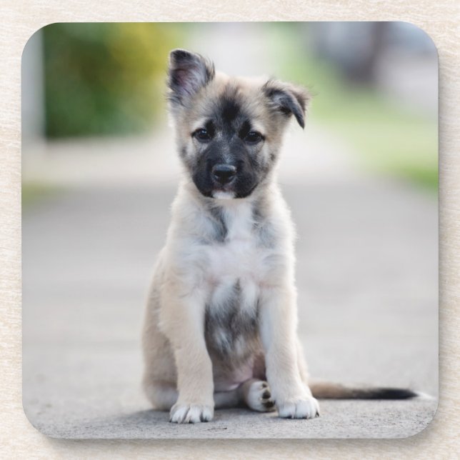 German Shepherd Puppy on Footpath Coaster (Front)