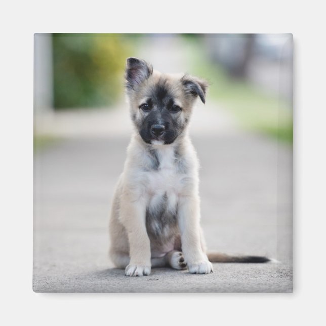 German Shepherd Puppy on Footpath Magnet (Front)