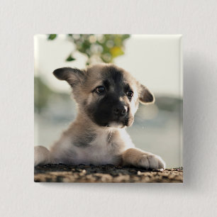 German Shepherd Puppy Over Ledge 15 Cm Square Badge