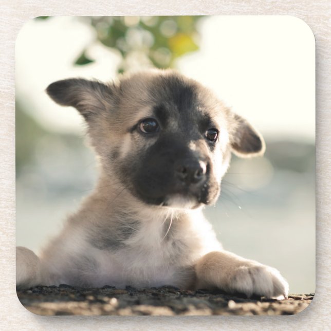 German Shepherd Puppy Over Ledge Coaster (Front)