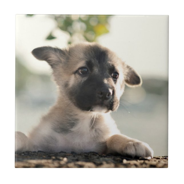 German Shepherd Puppy Over Ledge Tile (Front)