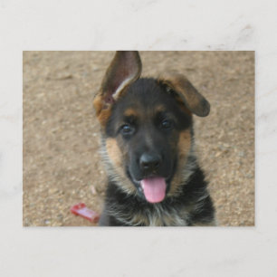 German Shepherd Puppy Postcard