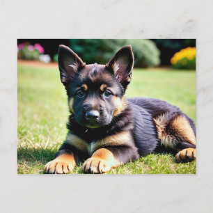 German Shepherd Puppy Postcard