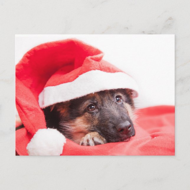 German shepherd puppy postcard (Front)