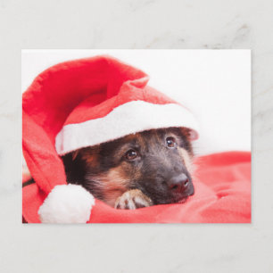 German shepherd puppy postcard