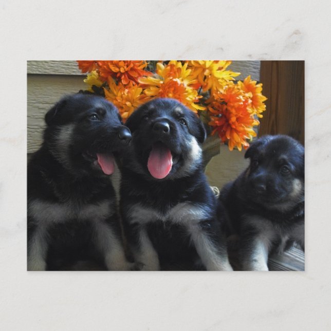 German Shepherd Puppy Postcard (Front)