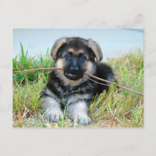 German Shepherd Puppy Postcard