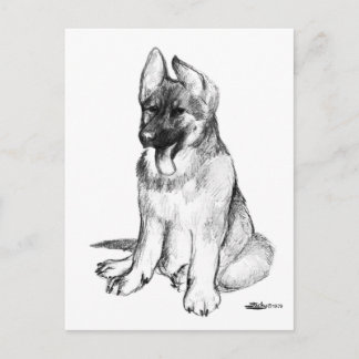 German Shepherd Puppy Postcard