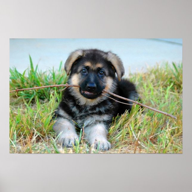 German Shepherd Puppy Poster (Front)