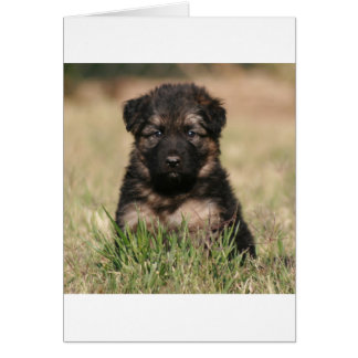 German Shepherd Puppy "Reef"