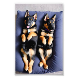 German Shepherd Puppy Satin Photo Enlargement