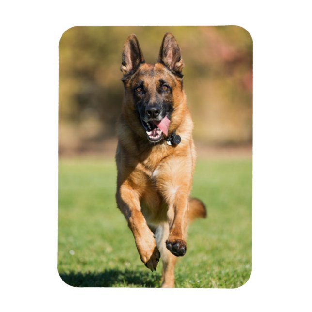 German Shepherd Running Magnet (Vertical)