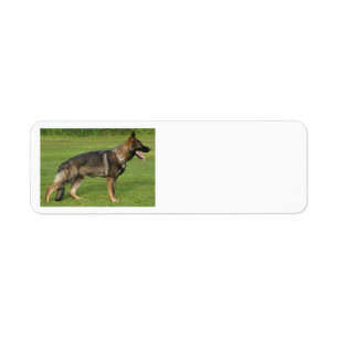 German Shepherd Sable Full