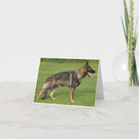German Shepherd Sable Full