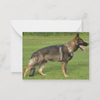 German Shepherd Sable Full