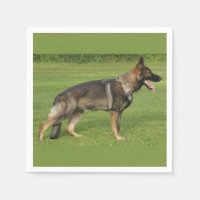 German Shepherd Sable Full