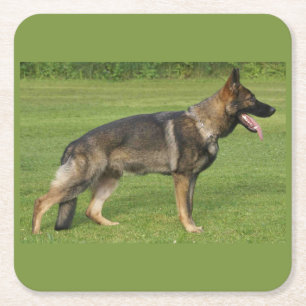 German Shepherd Sable Full Square Paper Coaster