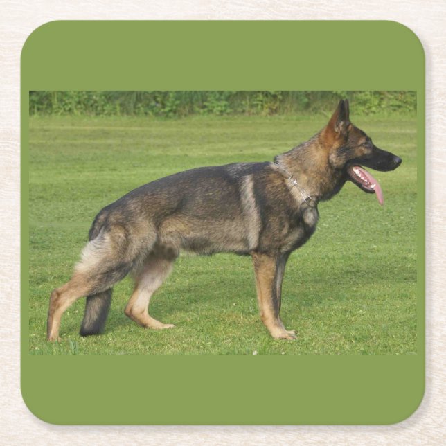 German Shepherd Sable Full Square Paper Coaster (Front)