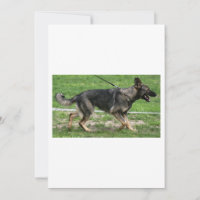 german shepherd sable walking