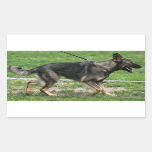 german shepherd sable walking Sticker