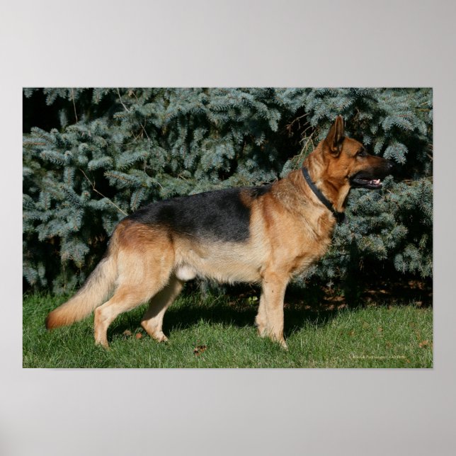 German Shepherd Show Stand Poster (Front)