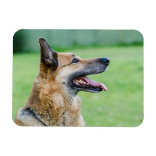 German Shepherd Side Portrait Magnet