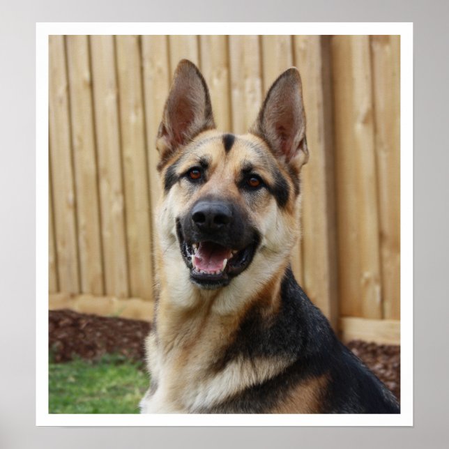 German Shepherd Sitting Alert Poster (Front)