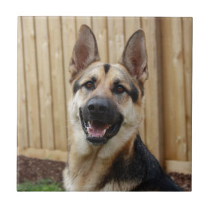 German Shepherd Sitting Tile