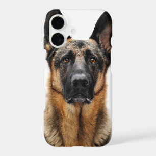 German Shepherd Sitting Up