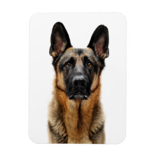 German Shepherd Sitting Up Magnet