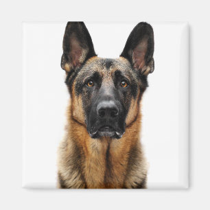 German Shepherd Sitting Up Magnet