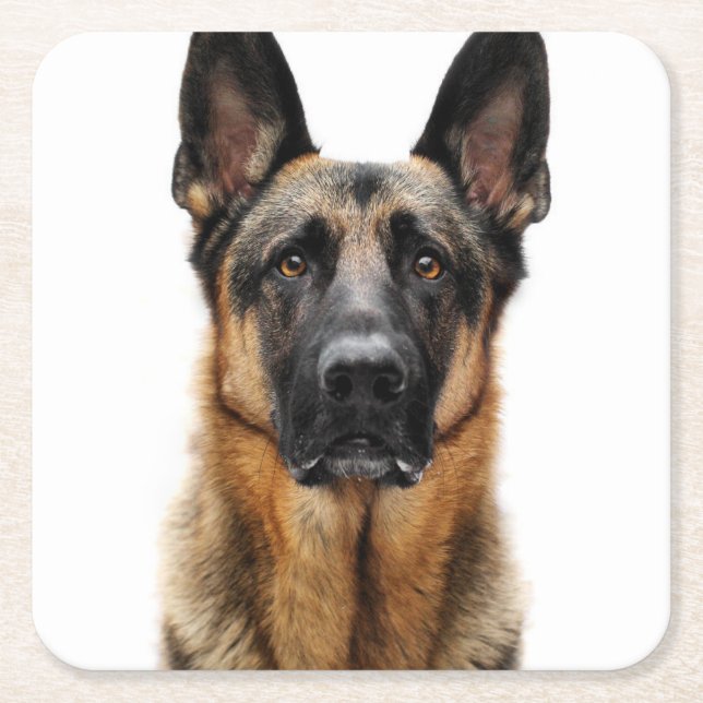 German Shepherd Sitting Up Square Paper Coaster (Front)
