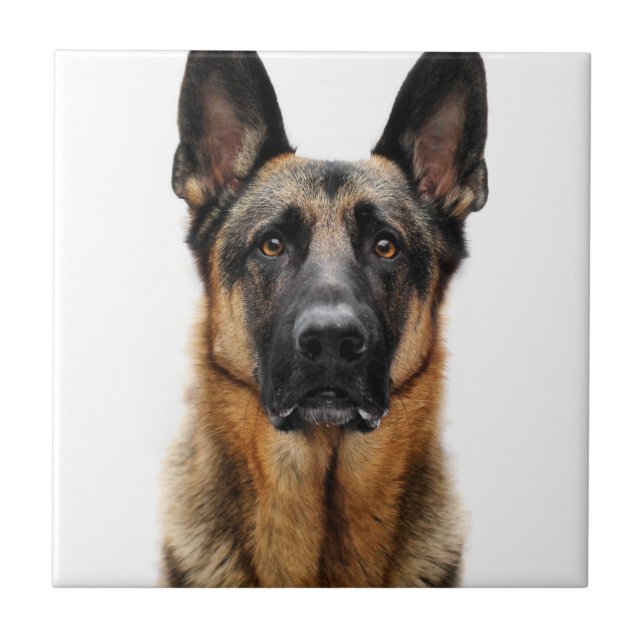 German Shepherd Sitting Up Tile (Front)