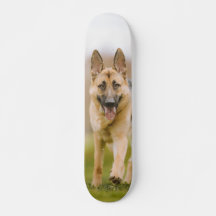 German Shepherd Skate Running In The Field