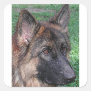 german shepherd square sticker