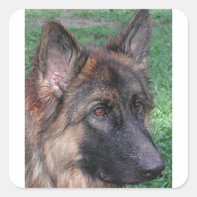 german shepherd square sticker (Front)