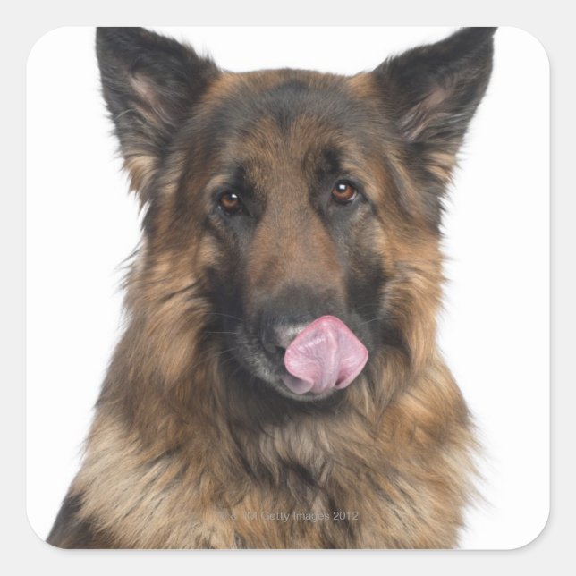 German Shepherd Square Sticker (Front)