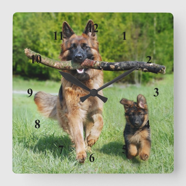 German Shepherd Square Wall Clock (Front)