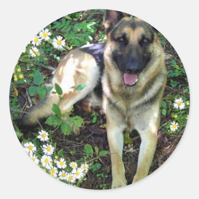 German Shepherd Sticker (Front)