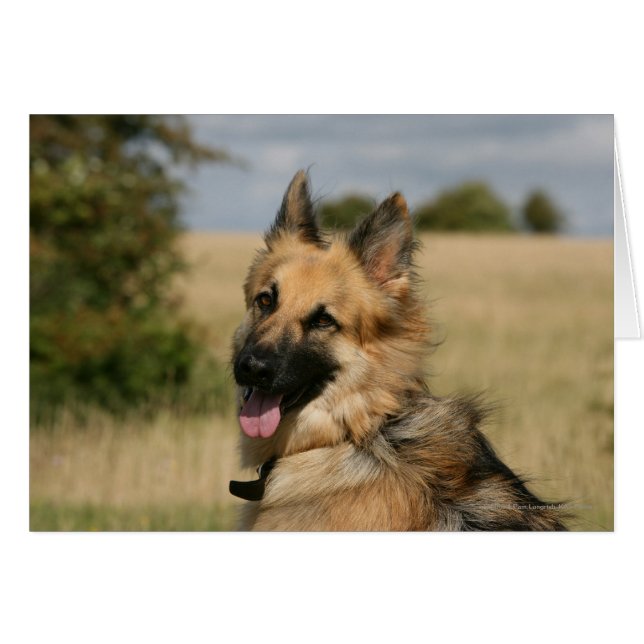 German Shepherd Sticking Tongue Out (Front Horizontal)