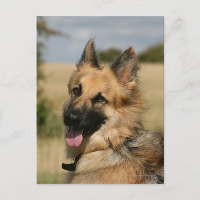 German Shepherd Sticking Tongue Out Postcard (Front)
