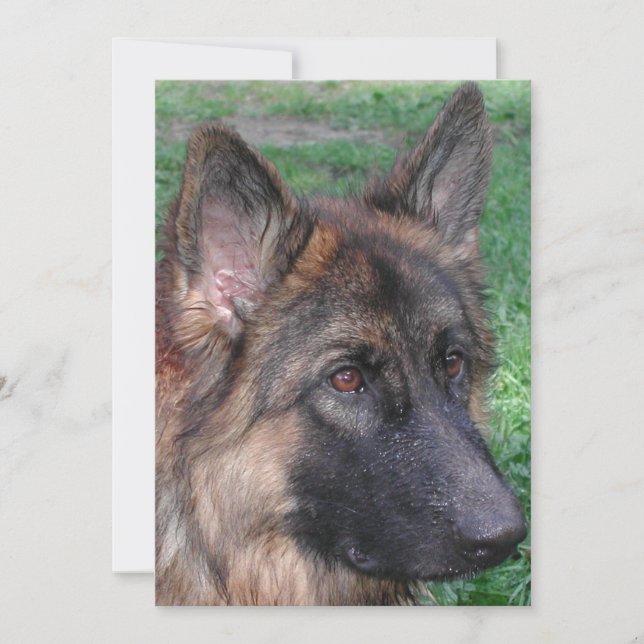 german shepherd thank you card (Front)