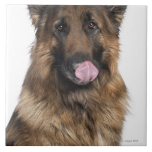 German Shepherd Tile