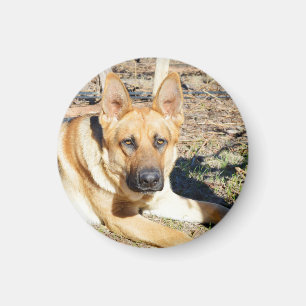 German Shepherd Wake Up, Magnet