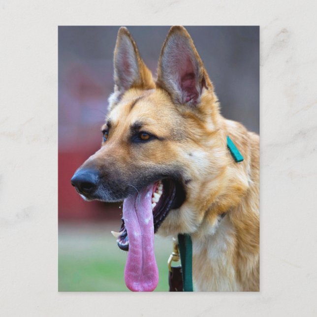 German Shepherd with Long Tongue Postcard (Front)